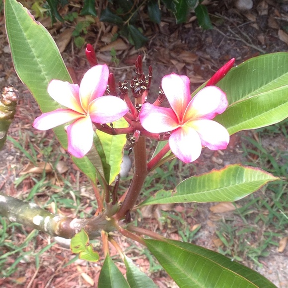 Meet your Posher, Roseanna - Picture 1 of 1